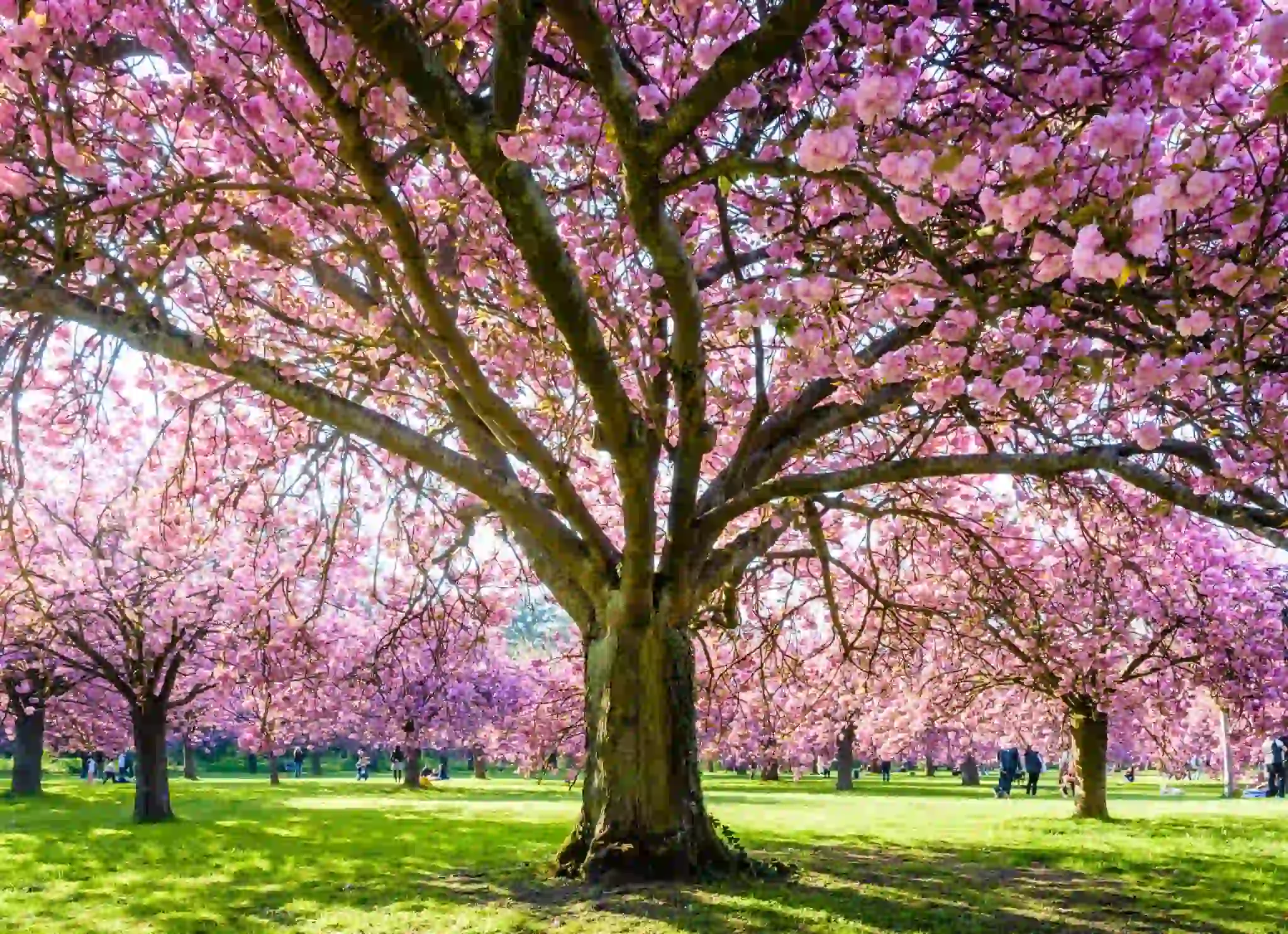Discover Your Seasonal Tree Care Craft Profile