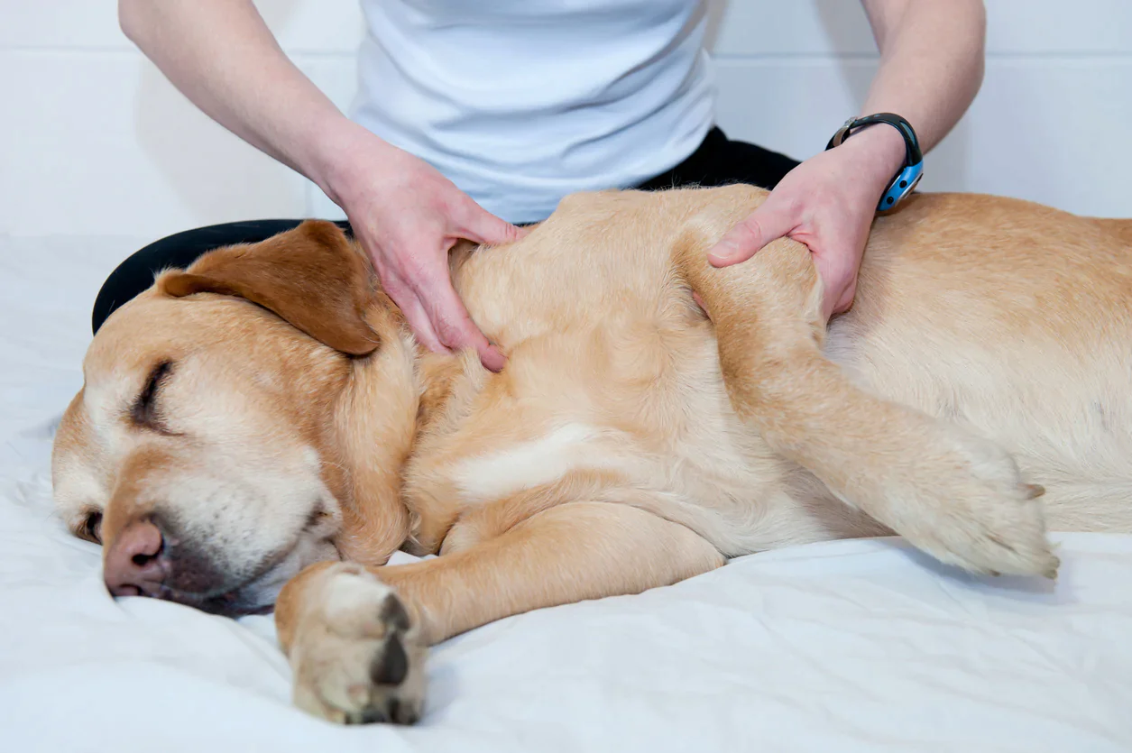 Integrative pet healthcare practices