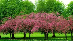 Seasonal Tree Care