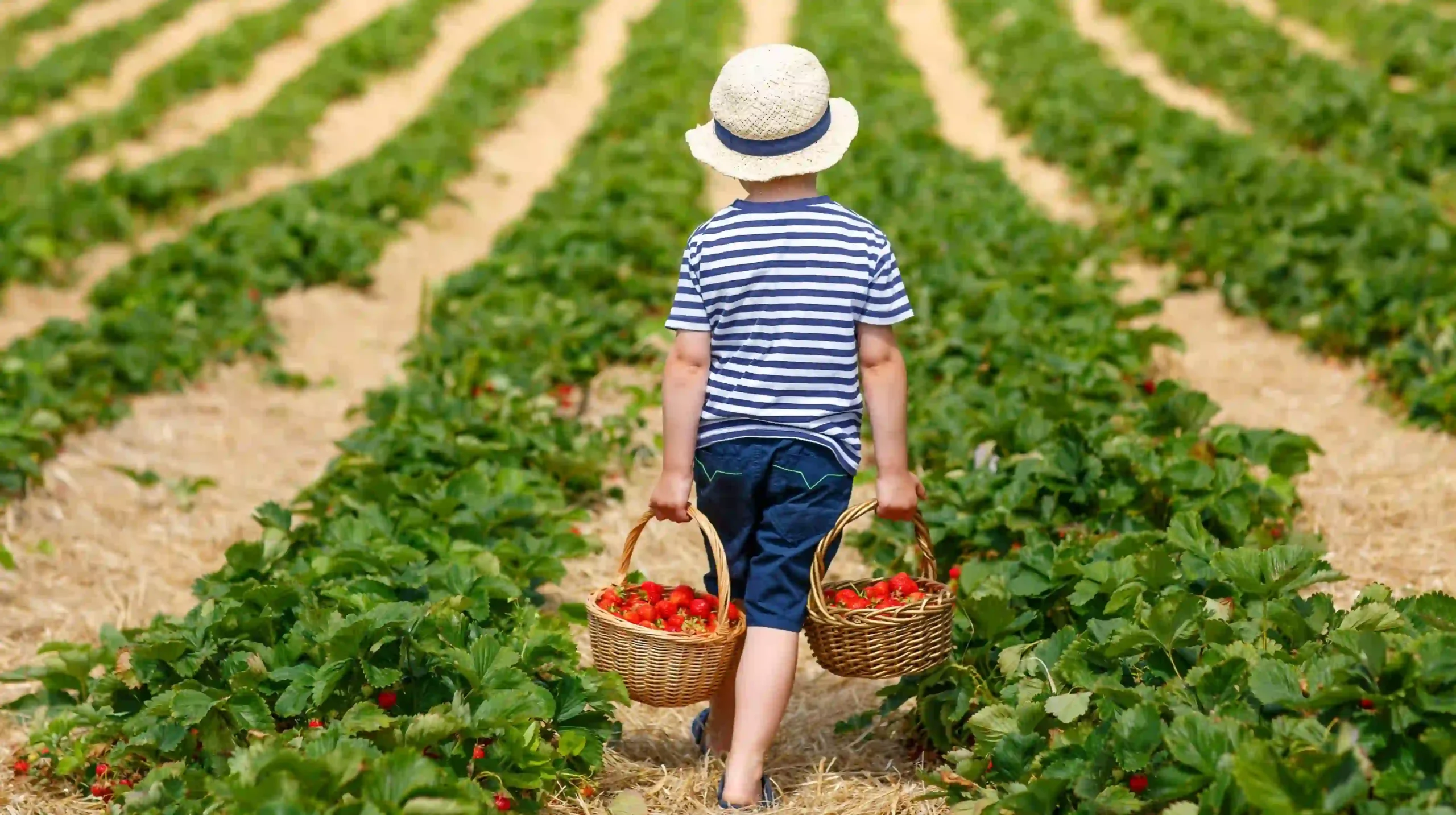 Benefits of Exploring Pick-Your-Own Farms