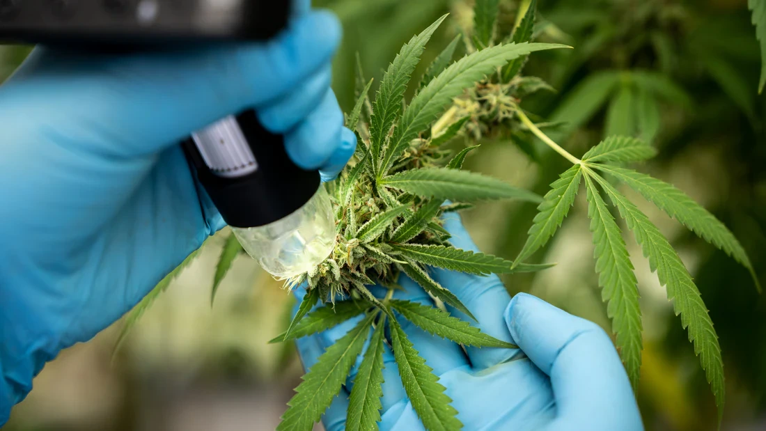 HHCP vs CBD Differences Explained
