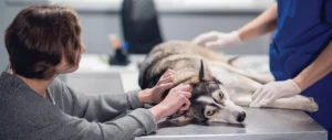 Ethical pet euthanasia methods