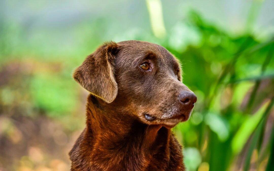 Essential Senior Pet Health Tips Every Artist Needs to Know for Their Pets
