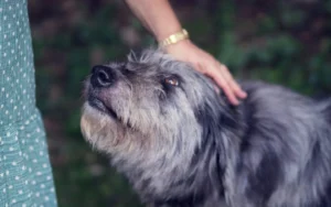 Senior pet health care tips