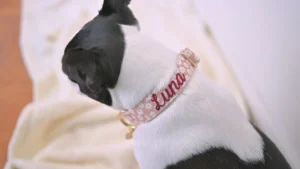 Custom Dog Tags with Engraving for Safety