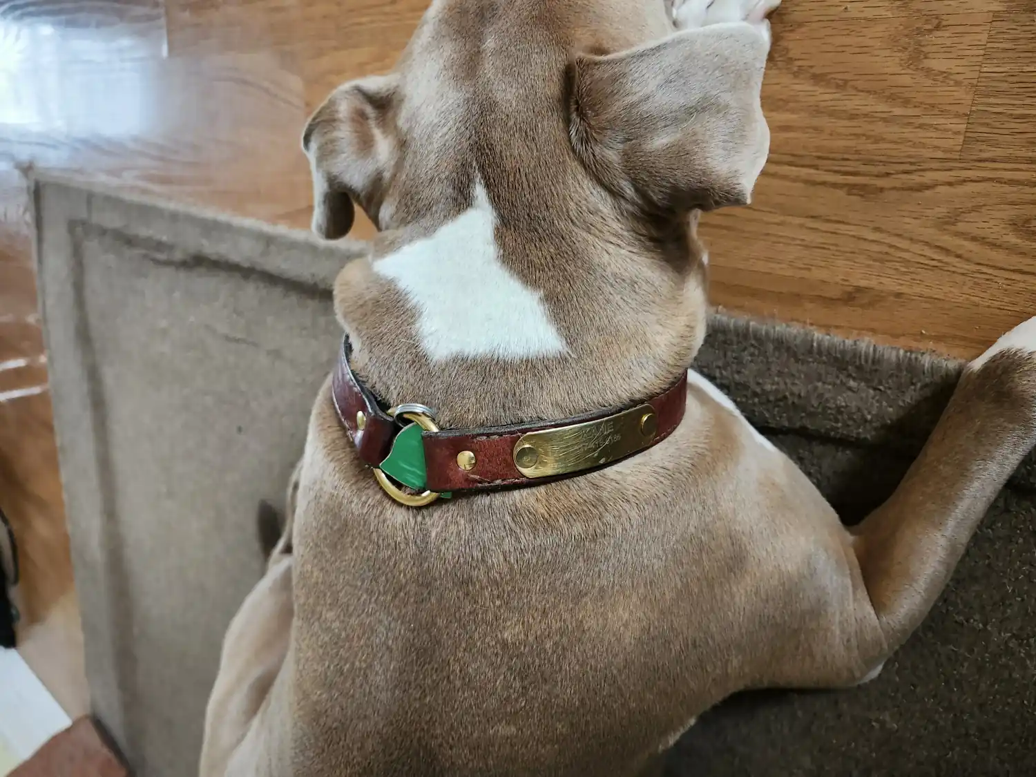 The Ultimate Guide to Custom Dog Tags for Peace of Mind and Protection