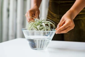 Air plant care tips