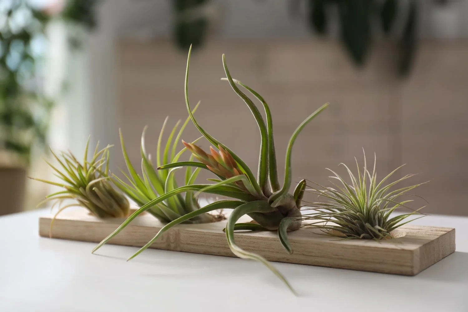 Maximize the Impact of Your Art With Air Plants